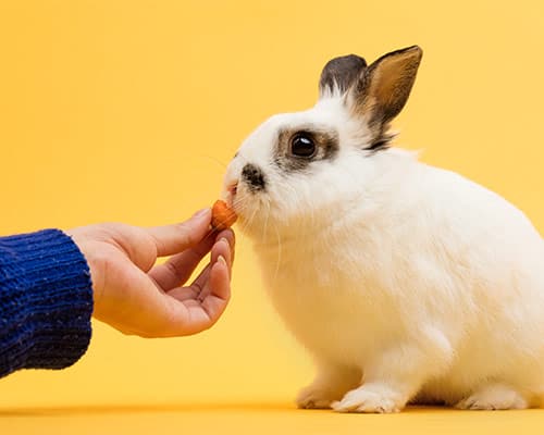 Pet sitting for those unique loved ones