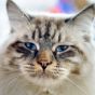 Love Pet Care Homepage Reviews