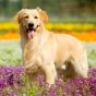 Love Pet Care Homepage Reviews 
