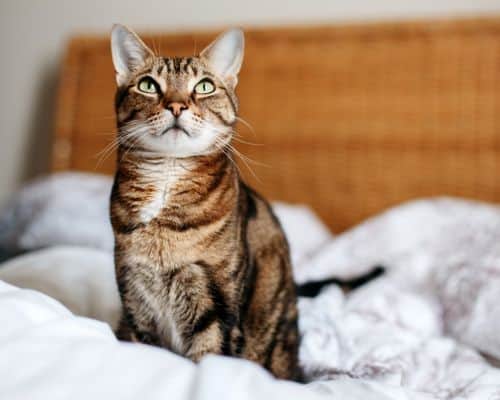 Cat Sitting to Ensure Feline Felicity