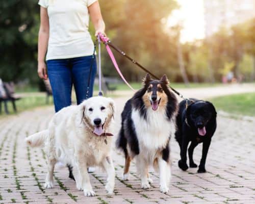 Daily Dog Walking to Improve Your Pet's Health