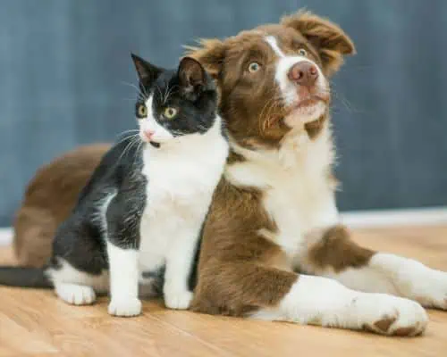 Pet Sitting in Your Home While You are Away