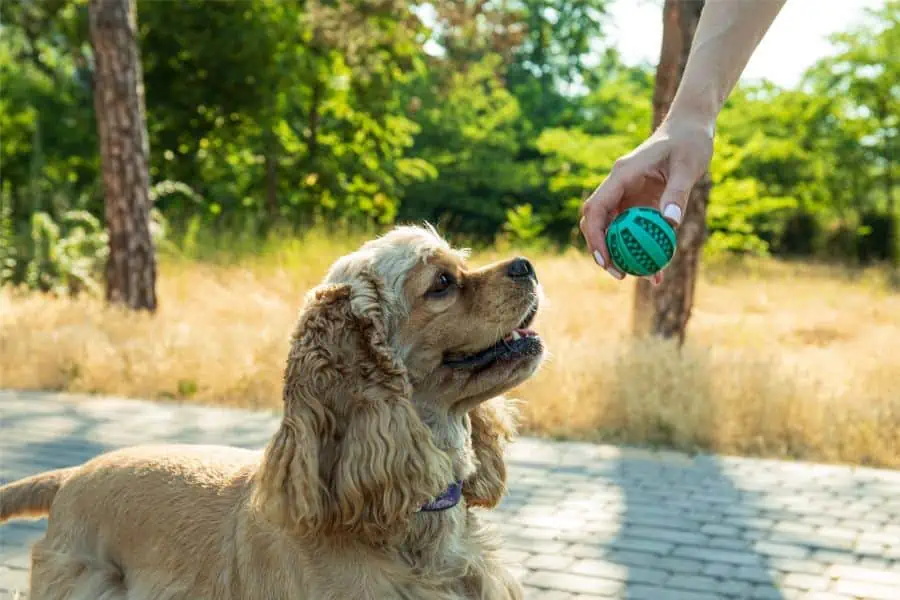 How to Prepare Your Home for a Pet Sitter: A Comprehensive Checklist