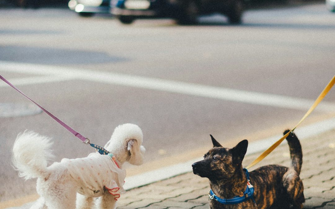 The A-Z Guide to Dog Walking Services