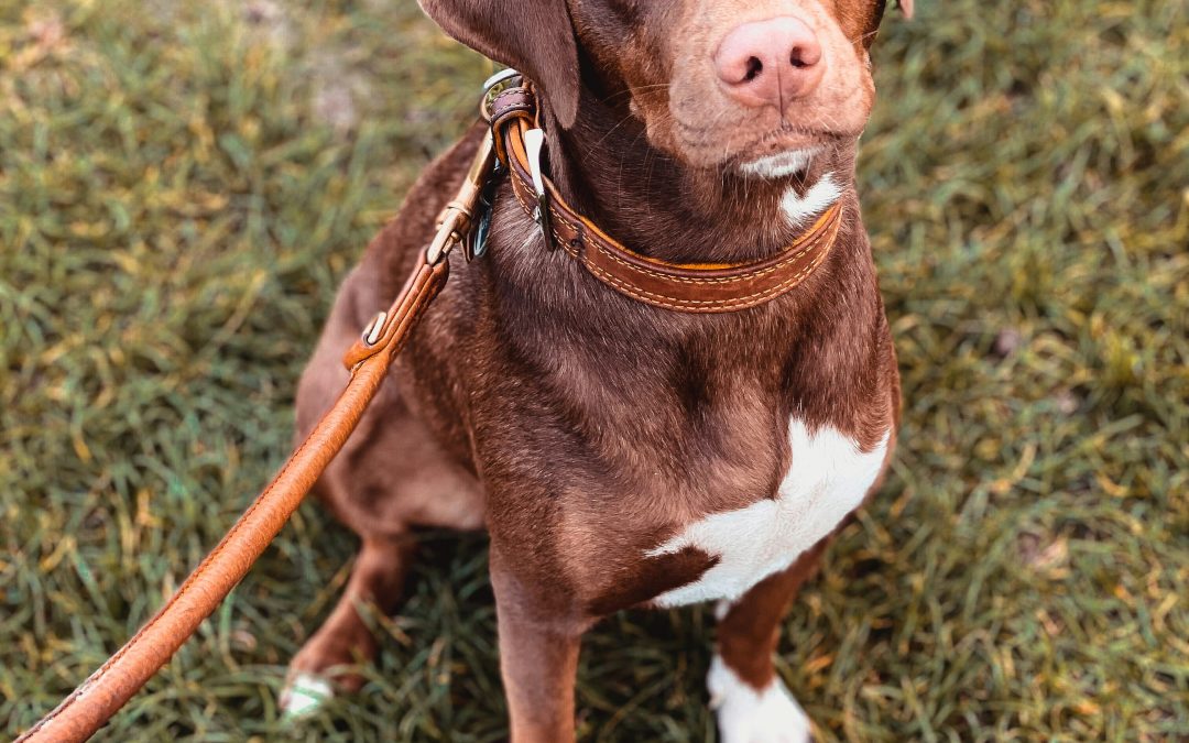 Need to go somewhere far? These are ways to find affordable pet sitting services