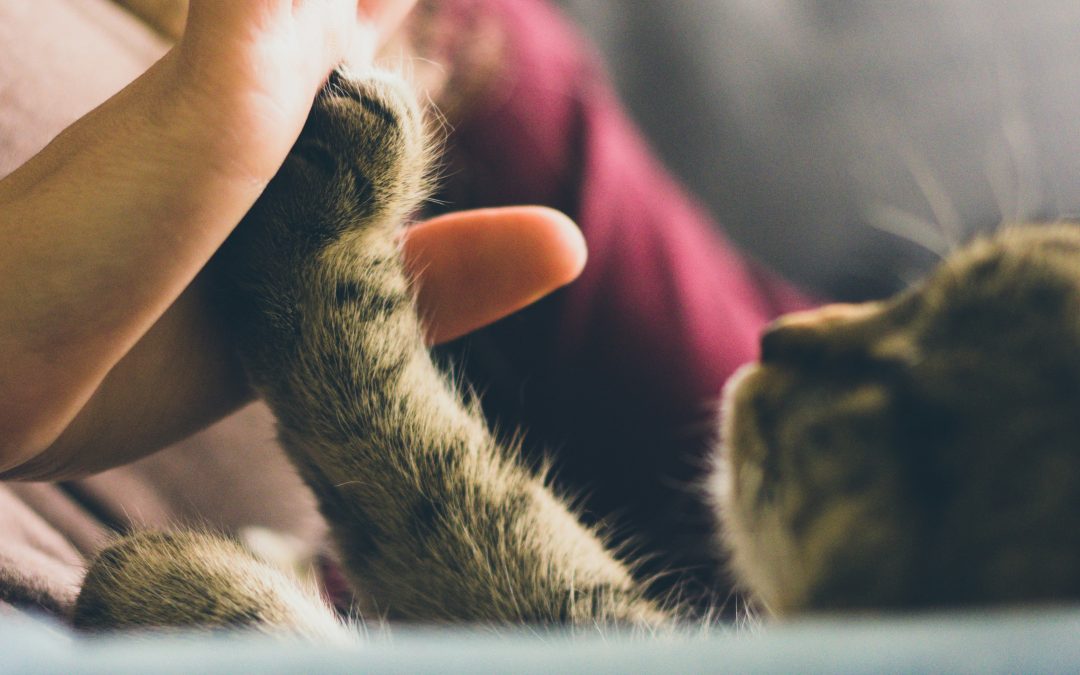 Find the best sitter for your cat, where are the 5-star Cat Sitters at?