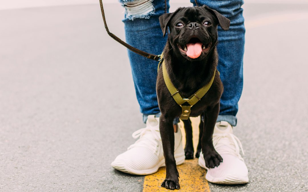Ensuring the Safety of Dog Sitters: What Every Pet Owner Needs to Know