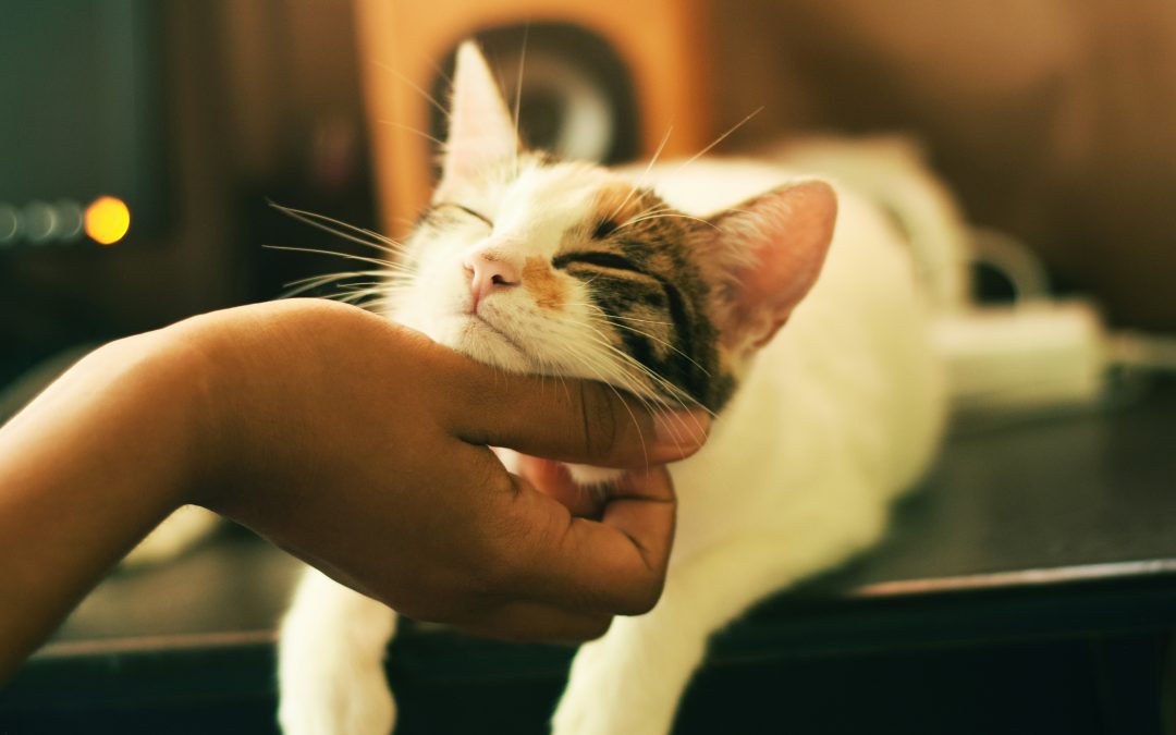 10 Questions You Must Ask Your Pet Sitter Before Leaving Town