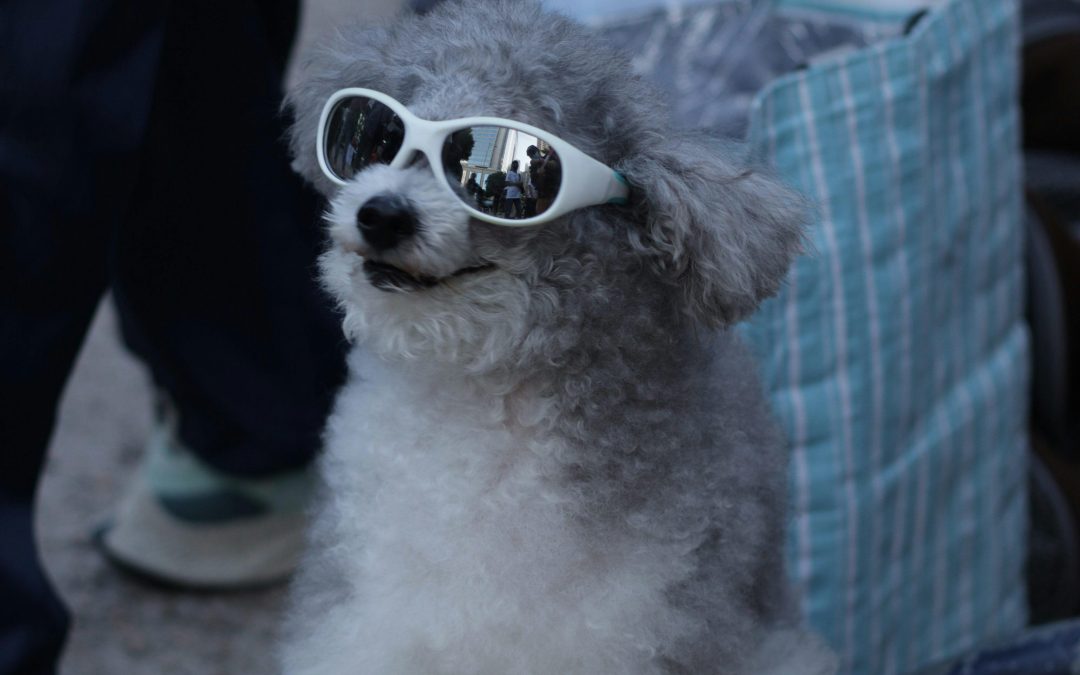Pet Sitting in New York: Stress-Free Solutions for You and Your Pet