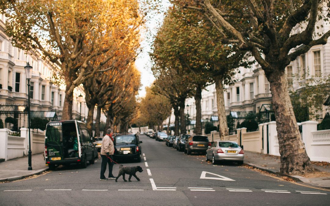 How to teach your pet when to cross the road
