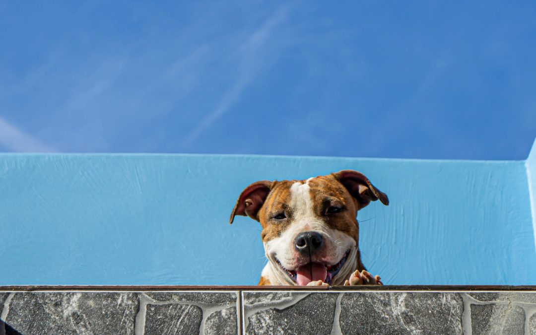 Pet Sitting Services for New York’s Busy Professionals