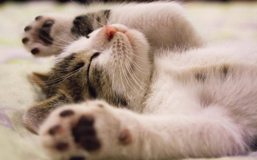 How to introduce a new kitten to your cat