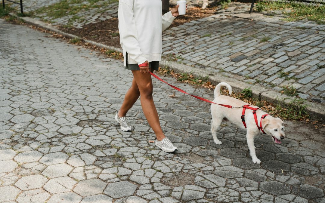 Pet Sitting in New York: Keeping Your Pets Happy and Healthy