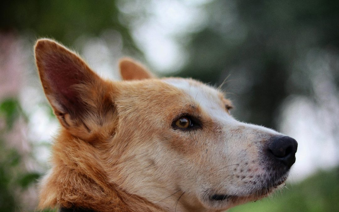 Brooklyn’s Best Pet Sitters: Caring for Your Pets Like Family
