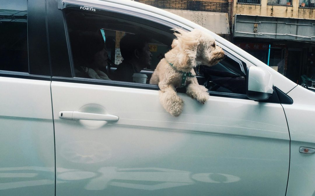 New York City Pet Sitting: The Convenience of Professional Care