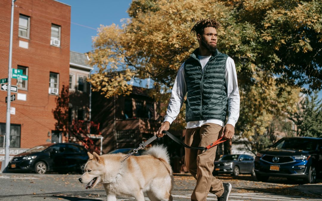 How to Find Trustworthy Pet Sitters in New York City