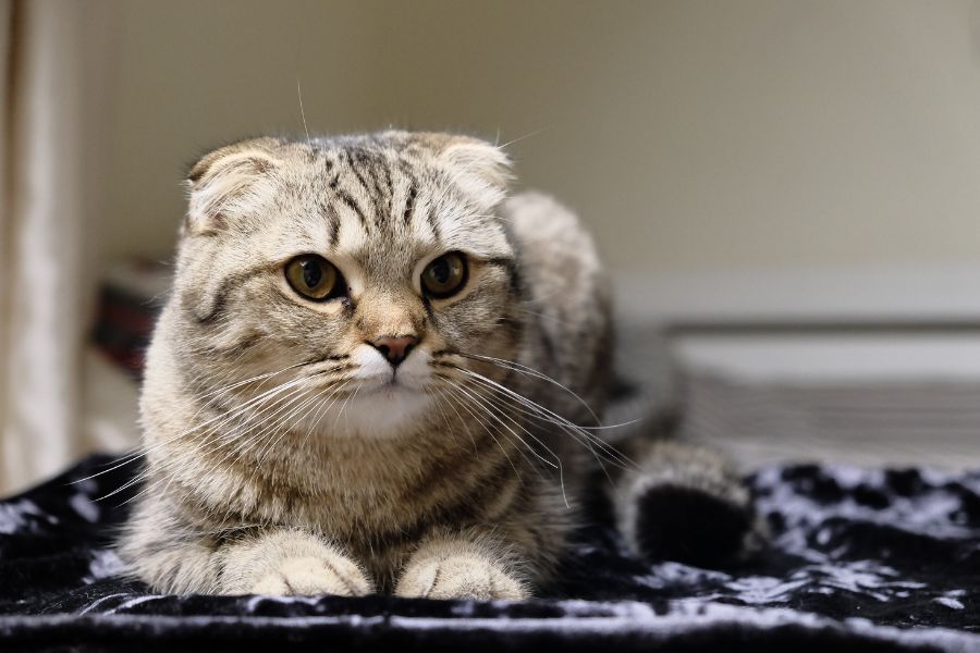 The Complete Guide to Caring for a Scottish Fold Cat Health, Diet, Grooming, and Personality Tips
