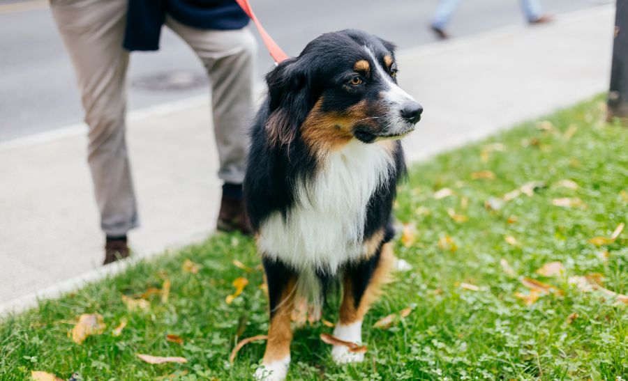Protect Your Pup Dog Walking Insurance in NYC
