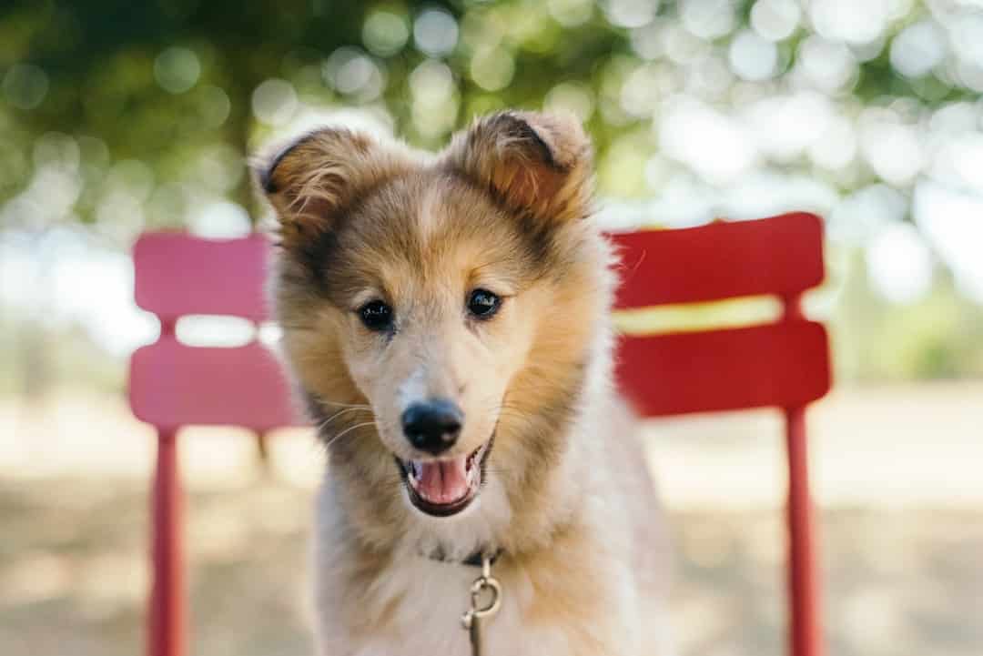 Photo Leash and collar