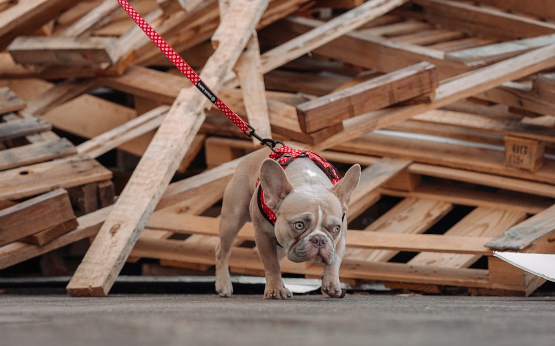 Essential Dog Walking Gear for NYC