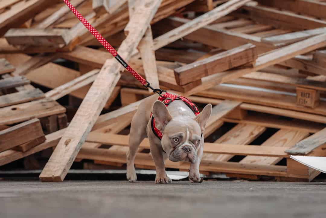 Photo Leash and harness