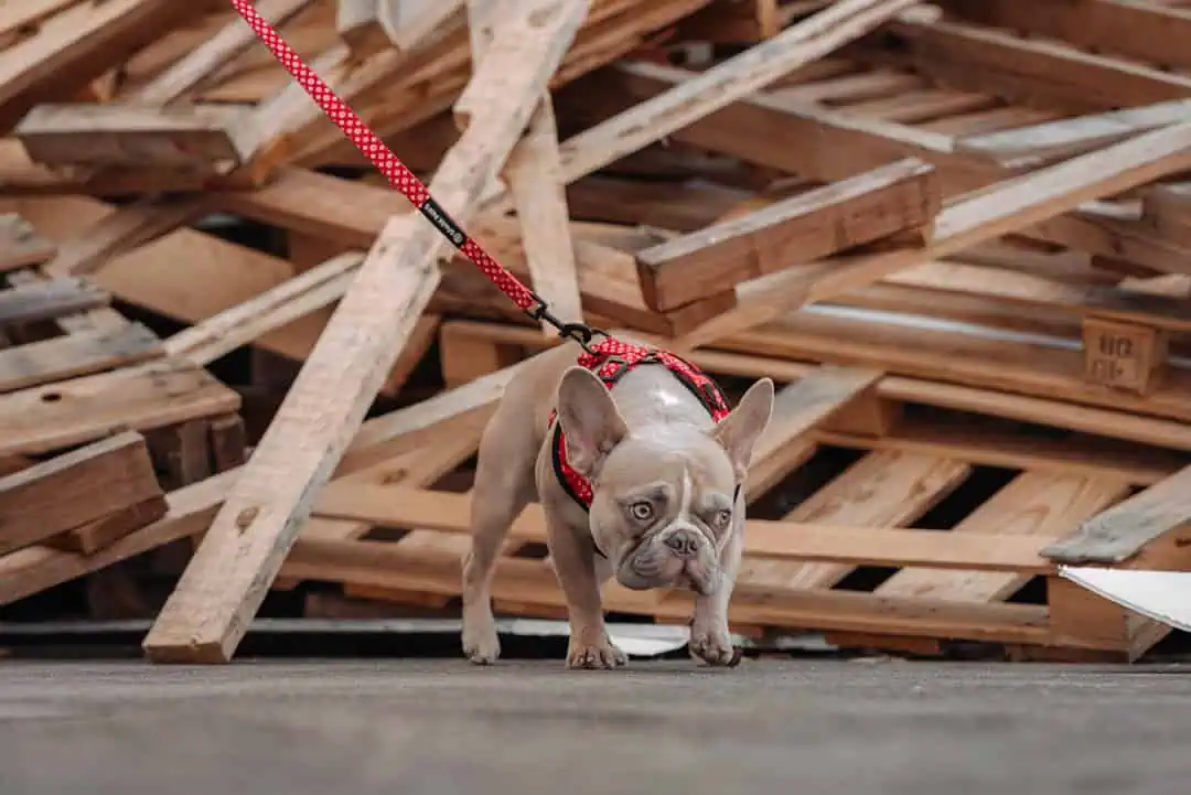 Photo Leash and harness