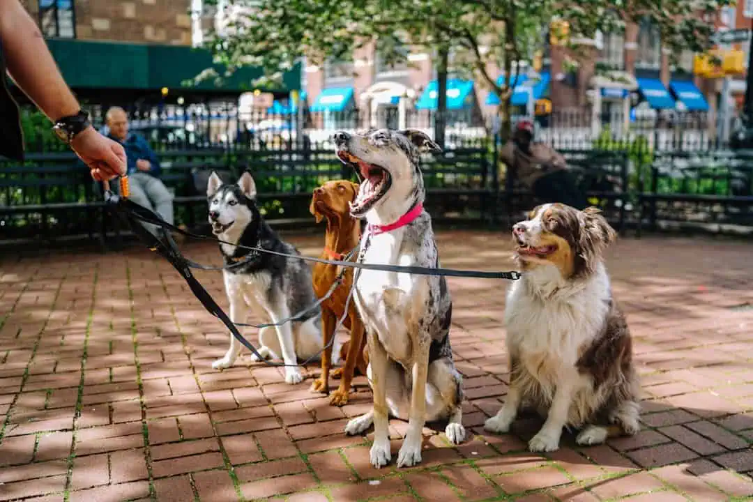 Photo Dog park