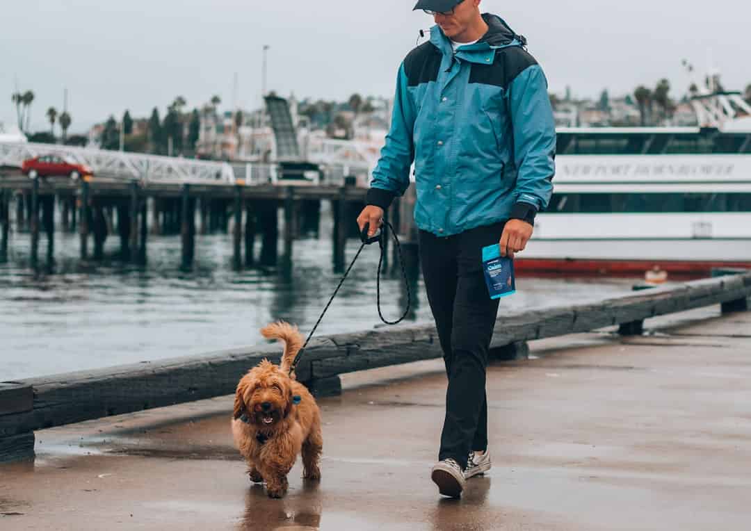 Photo Dog walking