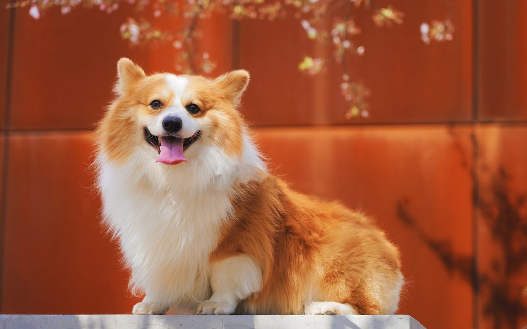 Top Pet Care Tips for Queens Residents