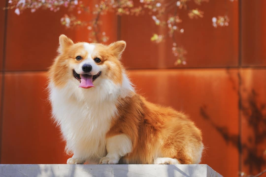 Photo Pet grooming