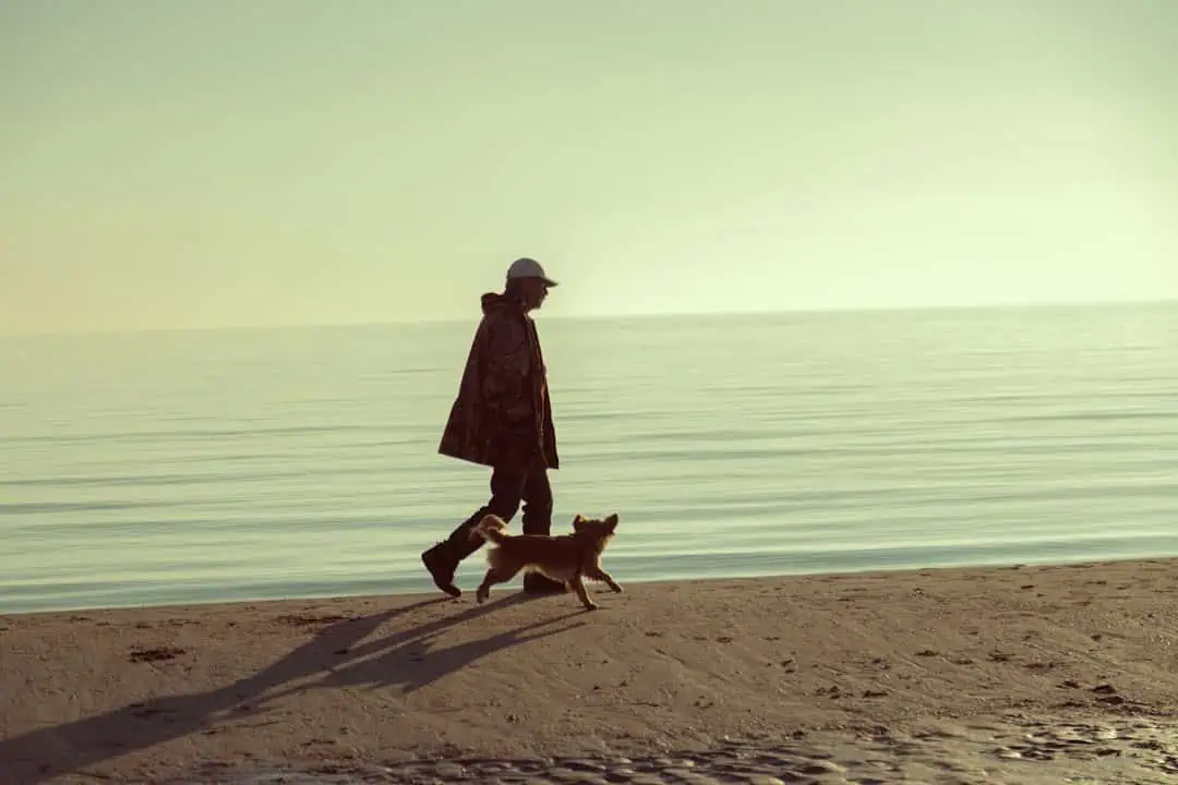 Photo Dog walking