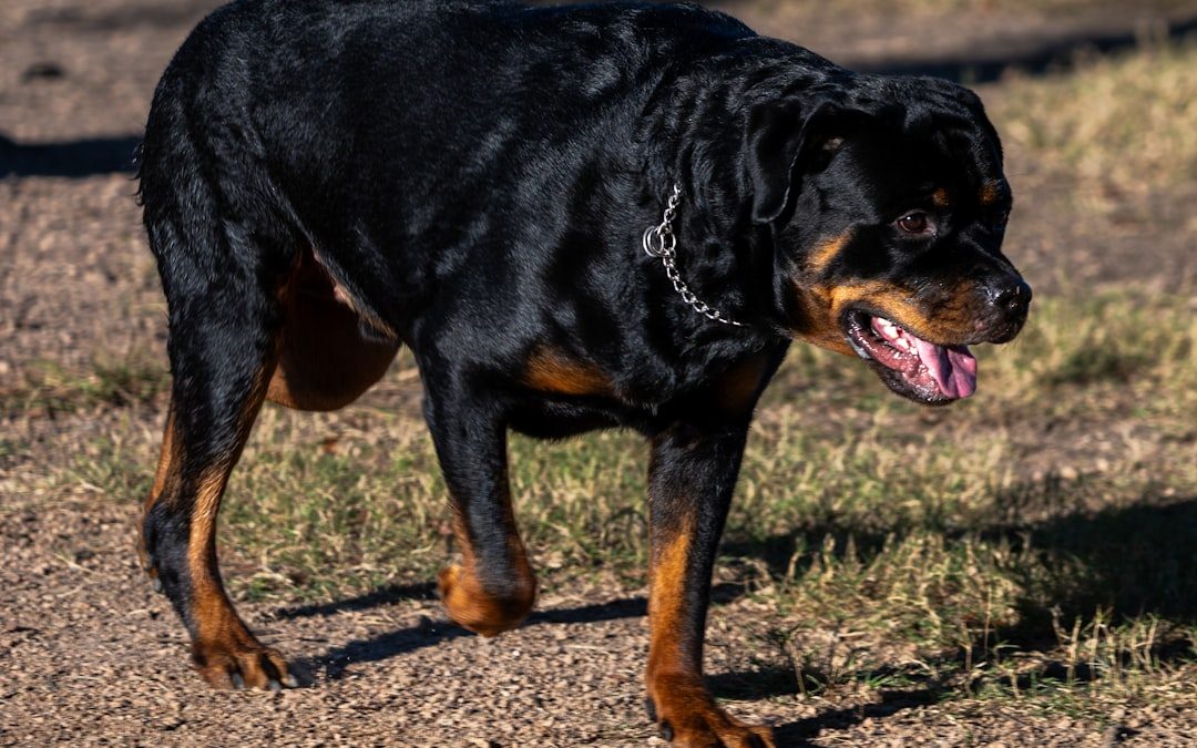 Protect Your Pup: Dog Walking Insurance in NYC