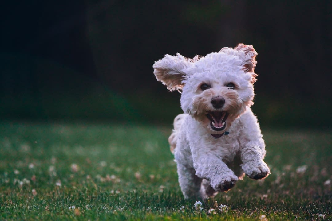 Photo Dog walking certification badge