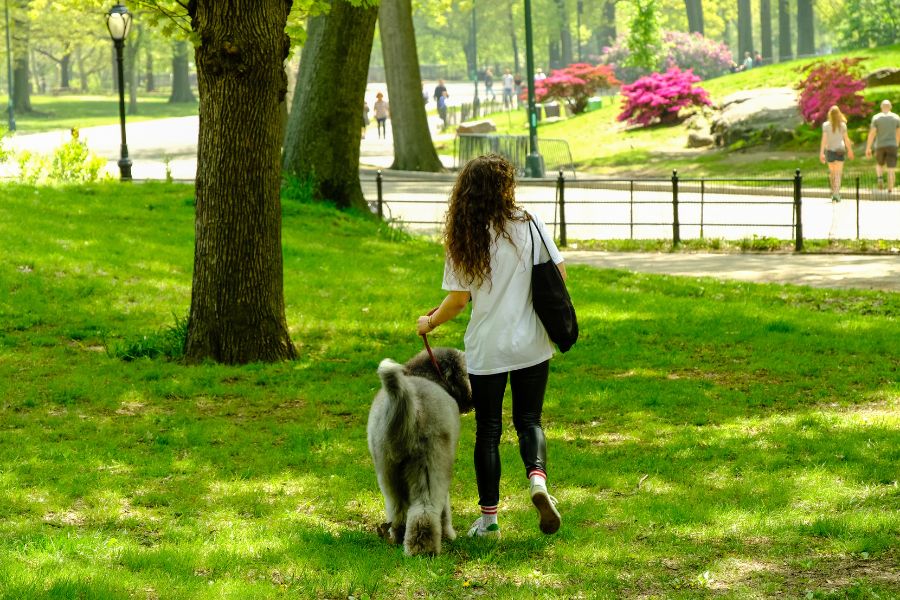 Dog Walking Services in Brooklyn, NY