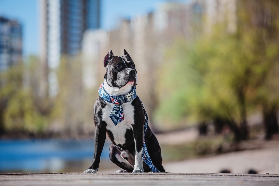 Dog Walking Services in The Bronx