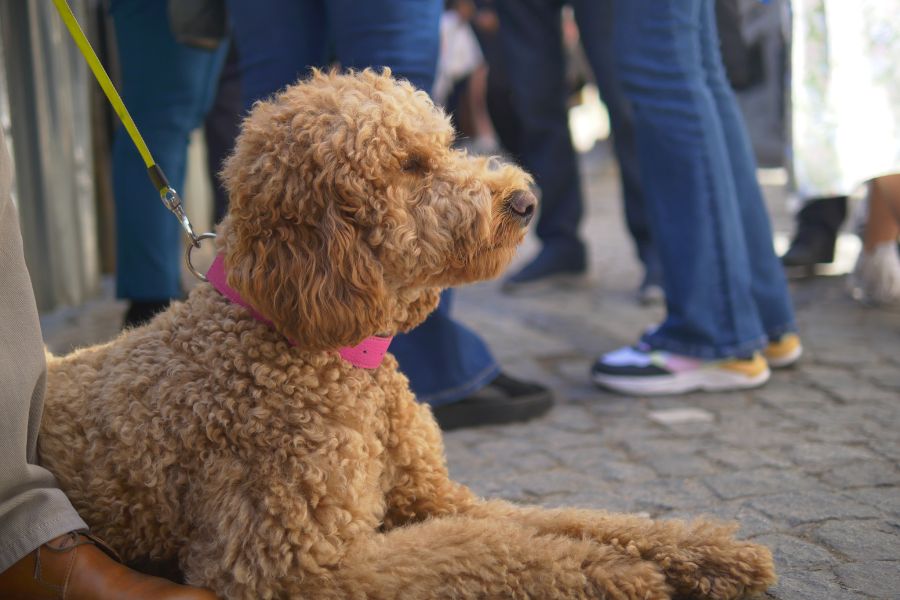 Dog-Walking and Pet Sitting Combos