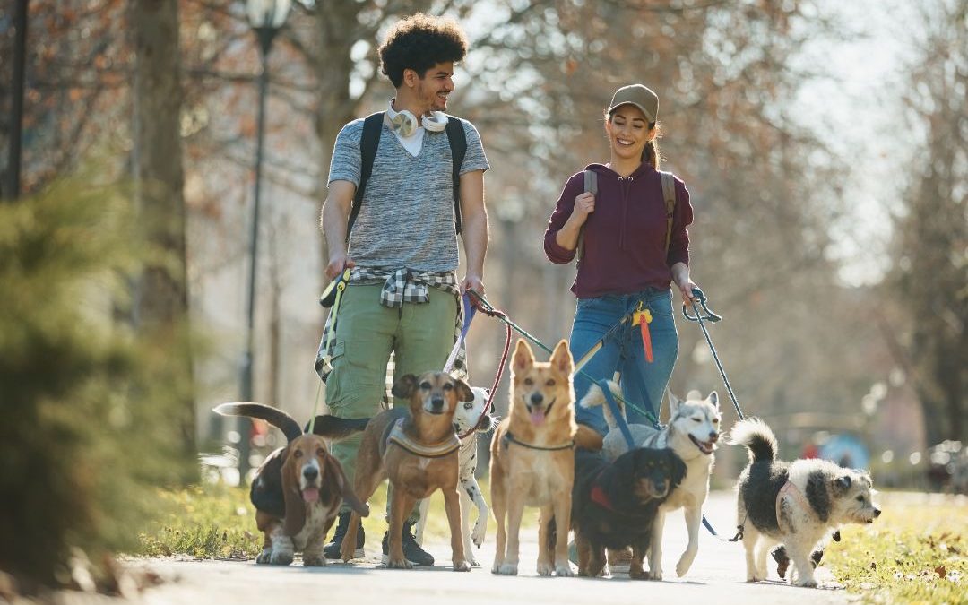 Top Dog Walking Service in New York City
