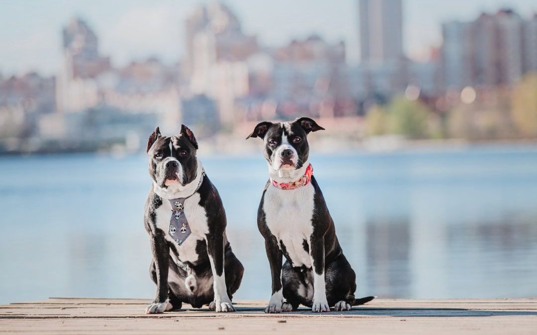 Top Pet Sitting Services in NYC