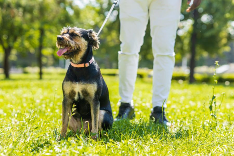 What to Expect from a Top Dog Walking Service in New York City