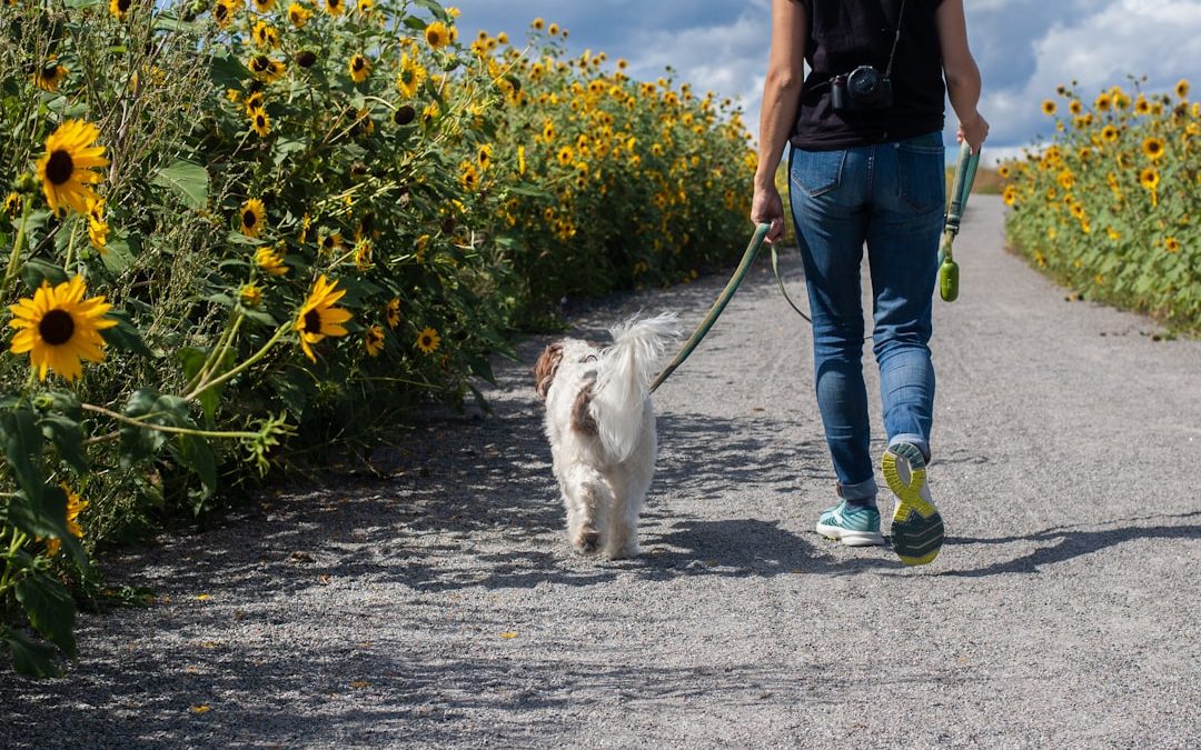 Top Pet Sitting Services in Brooklyn, NY