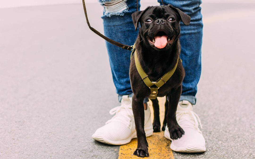 Exploring the Best Dog Walker Options in Brooklyn
