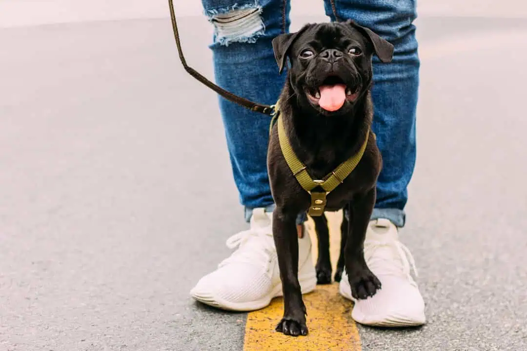 Photo Dog walking