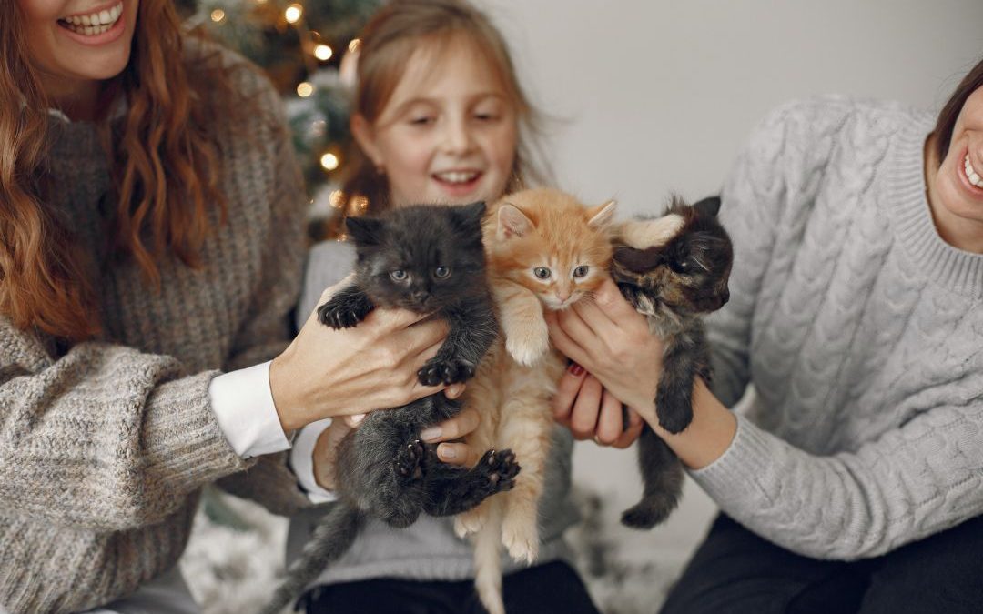 Cat Adoption in New York: Finding Your Perfect Feline Friend