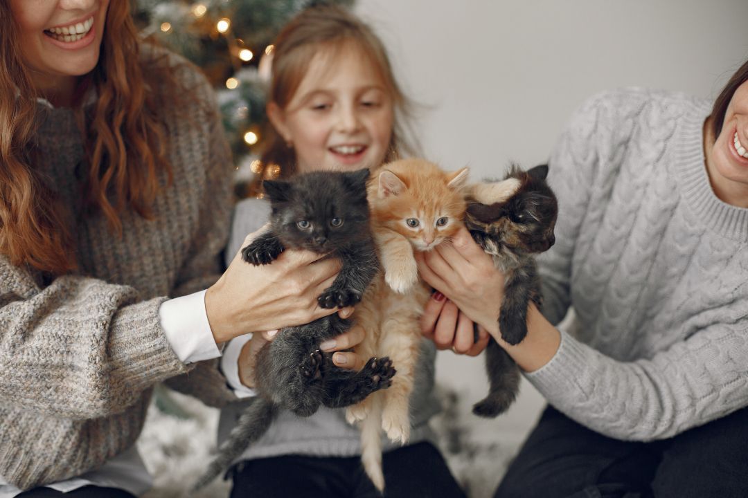 Cat Adoption in New York Finding Your Perfect Feline Friend