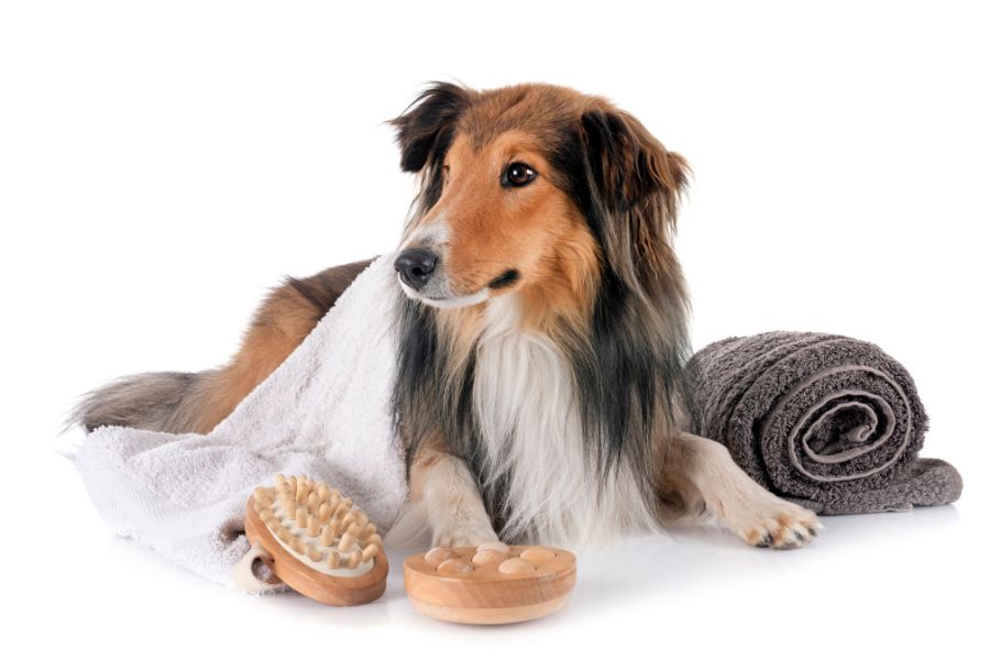 Eco-Friendly Dog Grooming Services