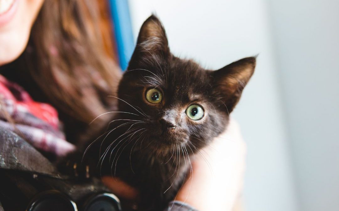 Finding Your Feline Friend: Cat Adoption in NYC