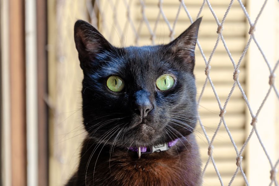 How to Choose the Right Cat for Your Lifestyle