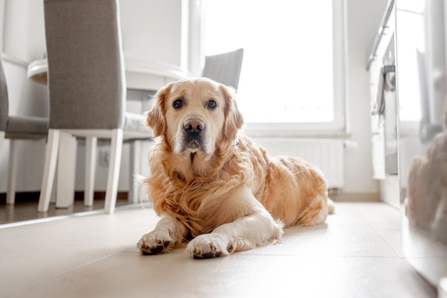 Making the Transition Bringing Your New Dog Home