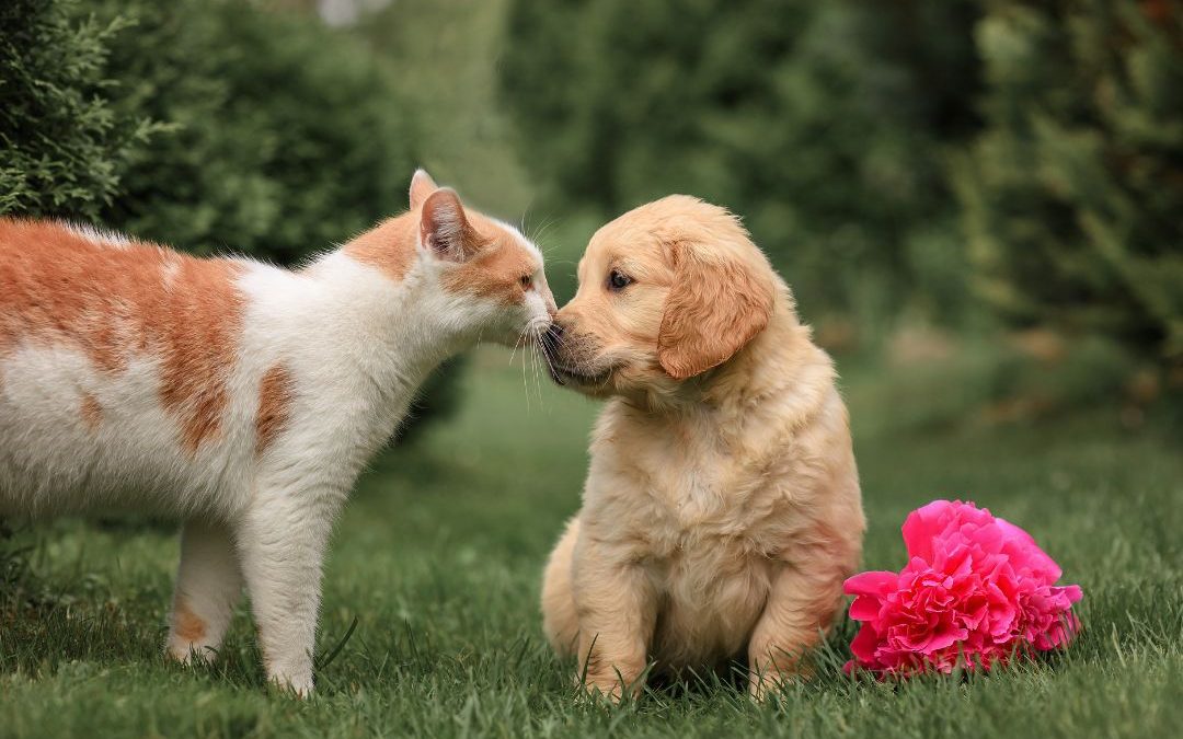 Manhattan Puppies & Kittens: The Ultimate Guide for Pet Lovers