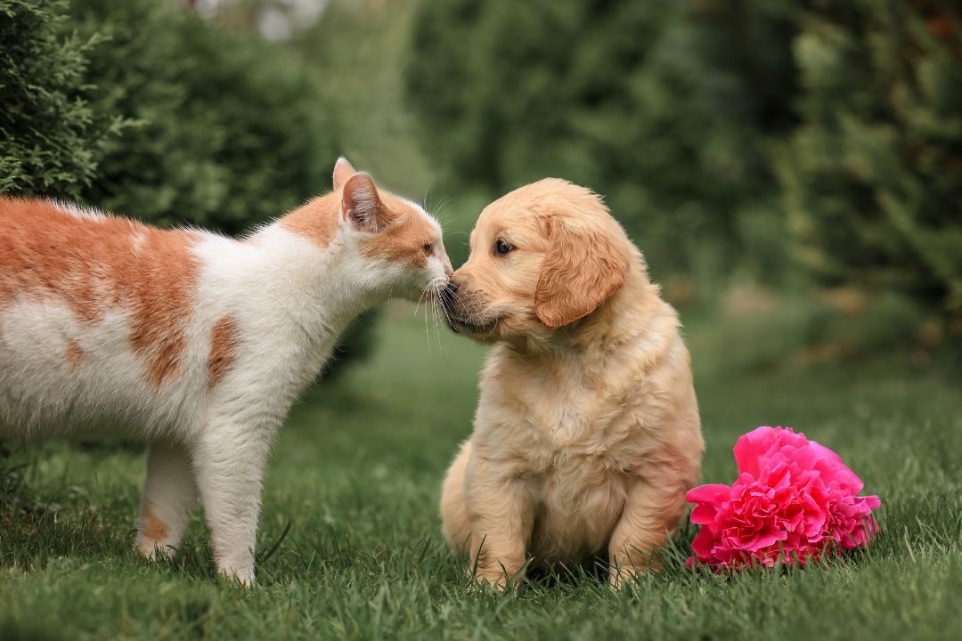 Manhattan Puppies & Kittens The Ultimate Guide for Pet Lovers